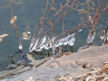 Frozen tree by sea during winter