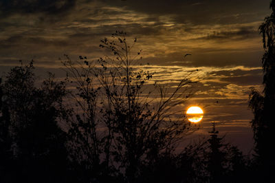 Silhouette plants against sky during sunset