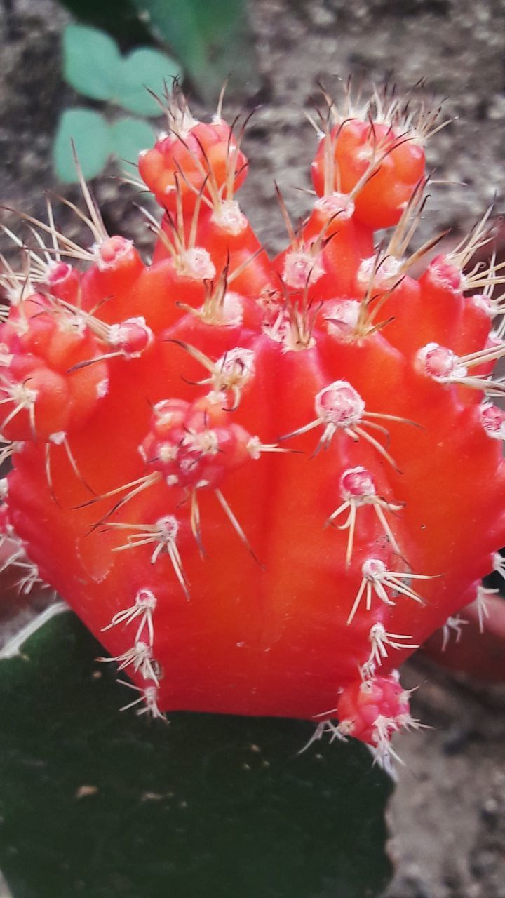 CLOSE-UP OF RED CACTUS PLANT