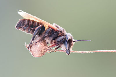 Close-up of insect on flower