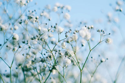 Close-up of plant against sky