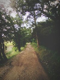 Dirt road along trees in forest