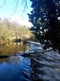 Reflection of trees in water