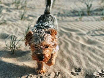 Dog on beach