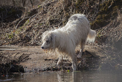 A dog on a hunt in the forest. search for prey. walk with your pet.