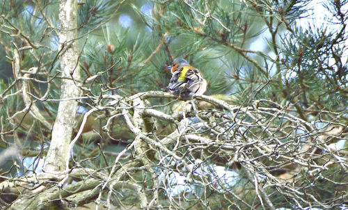 Bird perching on tree trunk