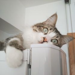 Close-up of cat relaxing on floor