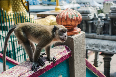 Close-up of an animal on railing