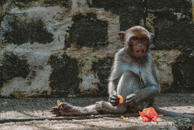 Close-up of monkey