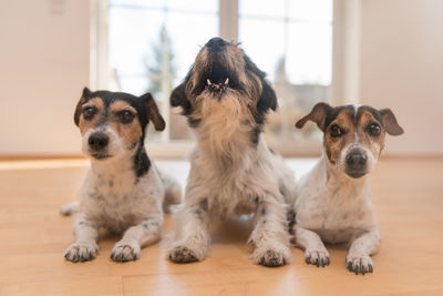 Portrait of two dogs