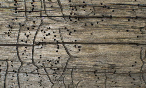 Full frame shot of wood