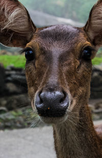 Close-up portrait of deer