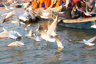 Flock of birds in lake