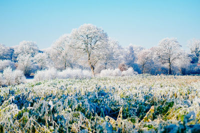 Scenic view of frosted nature against blue sky