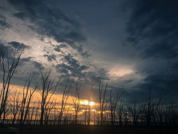 Low angle view of silhouette plants against dramatic sky