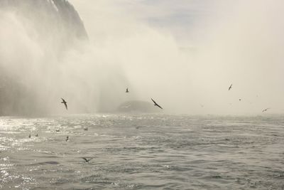 Seagulls flying over sea against sky