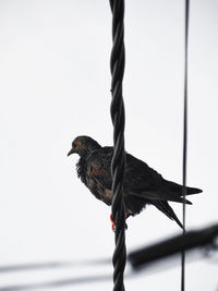 Bird perching on a fence