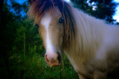 Close-up of horse in field