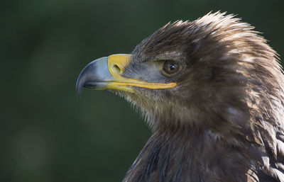 Close-up of eagle against blurred background