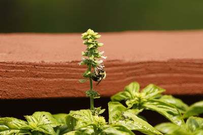 Close-up of small plant