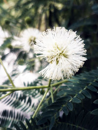 Close-up of white flowering plant