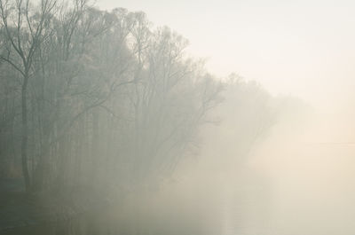 View of bare trees in foggy weather