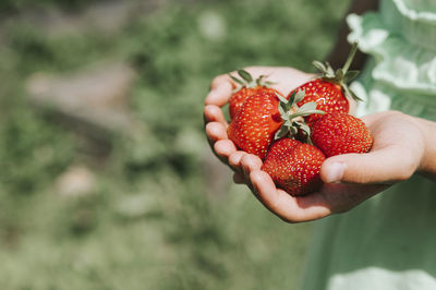 Close-up of hand holding strawberries