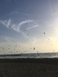 Flock of birds flying over beach