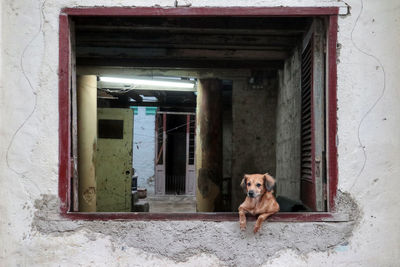 Portrait of dog in front of building