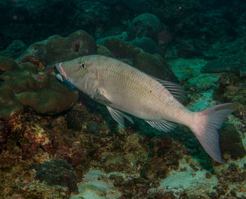 Close-up of fish in sea