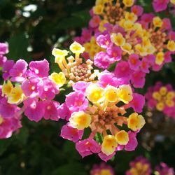 Close-up of pink flowers