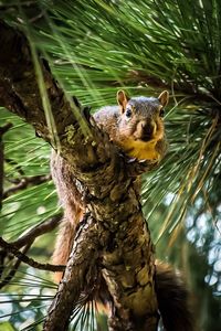 Low angle view of squirrel on tree