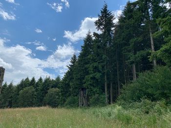 Pine trees in forest against sky