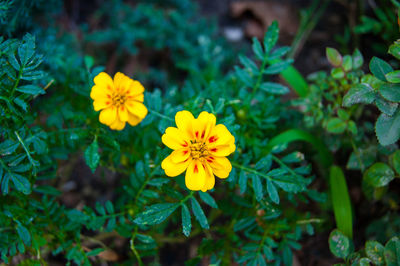 Close-up of yellow flowering plant