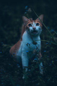 Portrait of cat on field