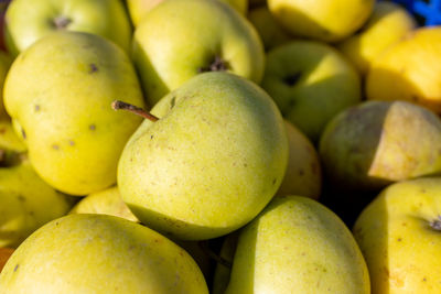 Green apples harvested in the garden in autumn.