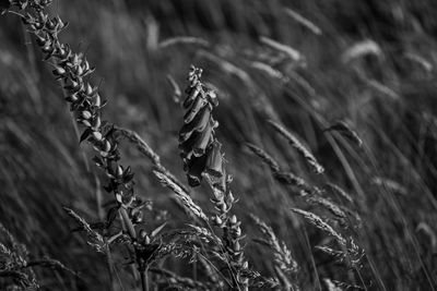 Close-up of crops on field