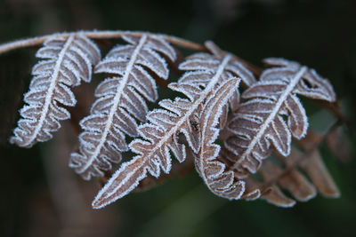 Close-up of frozen leaves during winter