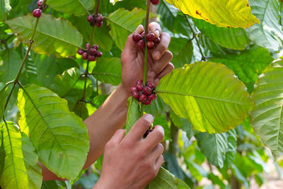 Cropped image of hand holding fruit on tree