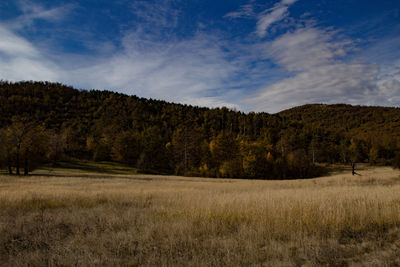 Scenic view of trees growing on field against sky