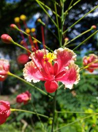 Close-up of pink flowers