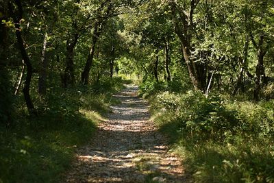 Narrow pathway along trees in forest