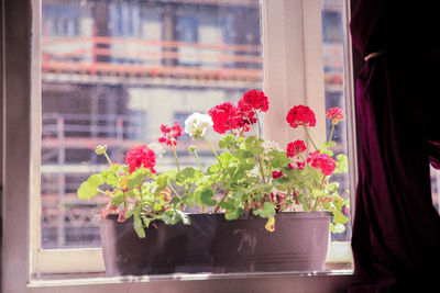 Flowers blooming on window sill