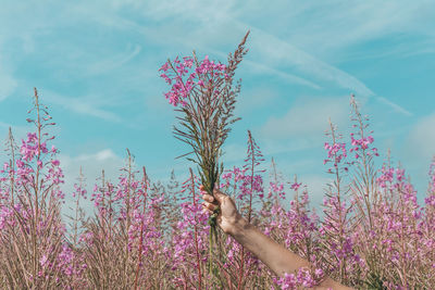 Low angle view of pink flowering plants against sky