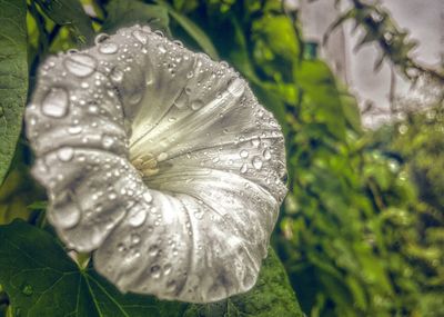 Close-up of wet flower blooming outdoors