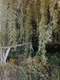 View of damaged tree