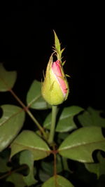 Close-up of flower