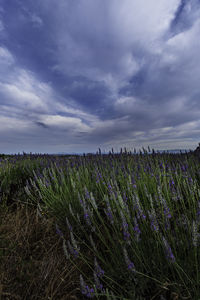 Purple flowering plants on field against sky