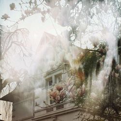 Sun shining through trees