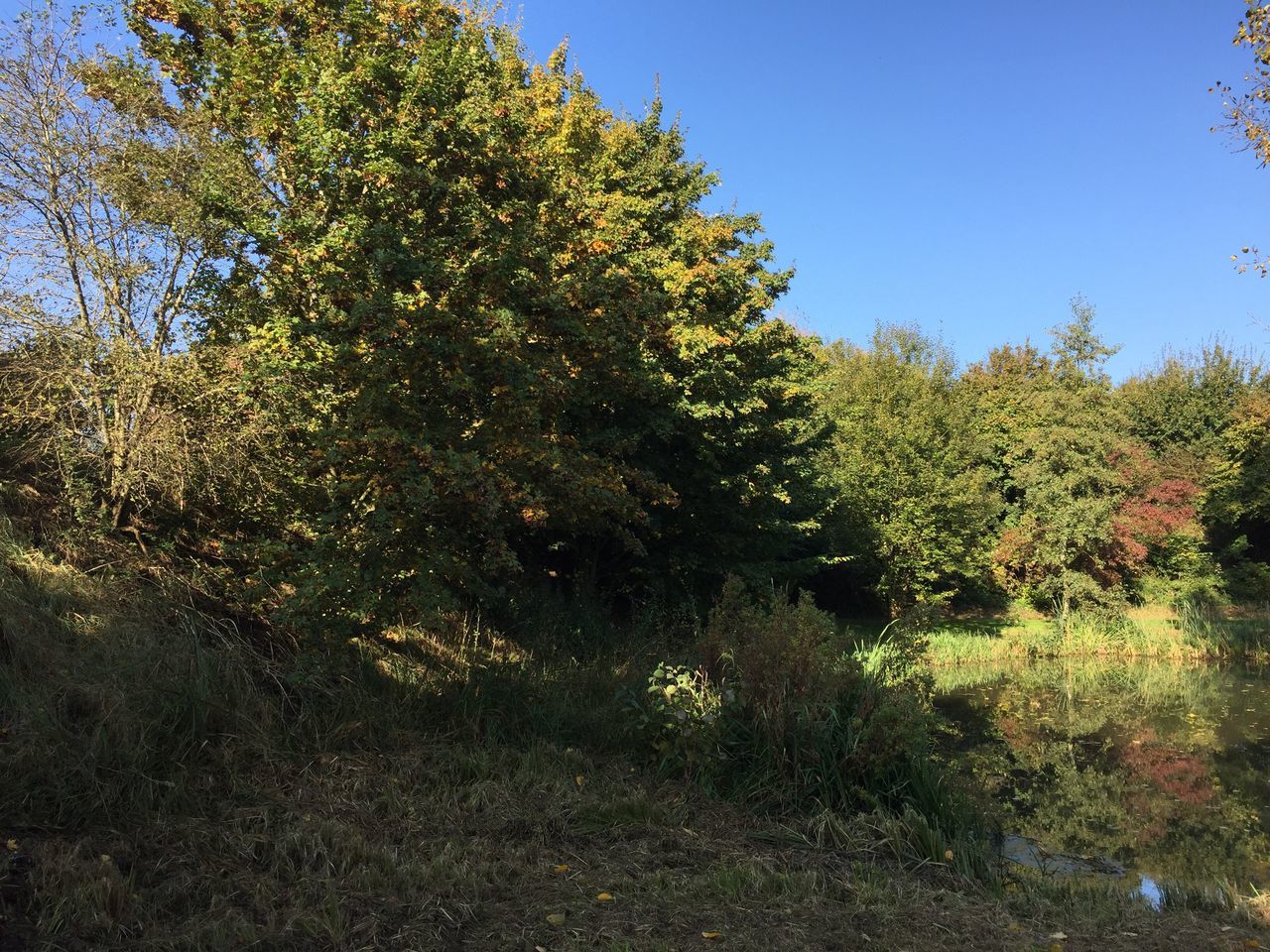 tree, growth, clear sky, tranquility, plant, green color, blue, tranquil scene, scenics, nature, beauty in nature, green, branch, non-urban scene, day, lush foliage, remote, outdoors, greenery, no people, sky, solitude, growing